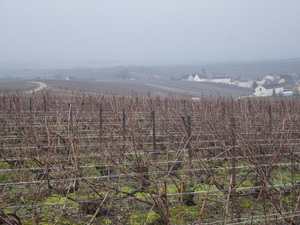 Wine Estate à Trépail
