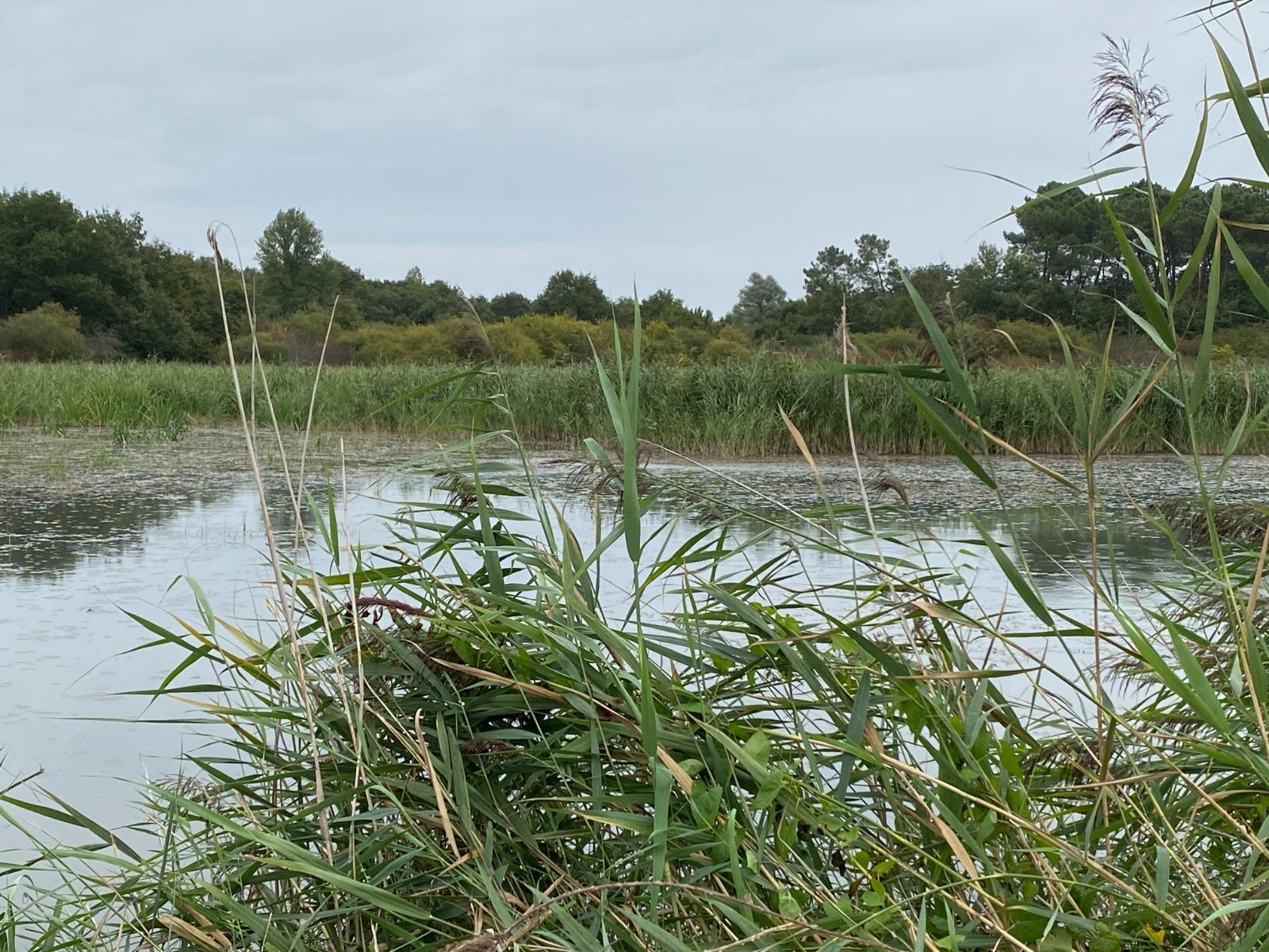 Propriété à Azay-le-Ferron